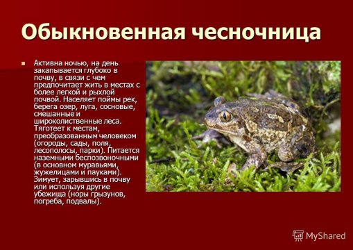 Обыкновенная чесночница