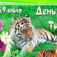 1688537129 bronk-club-p-vsemirnii-den-tigra-29-iyulya-pozdra