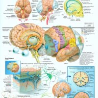 Общее строение головного мозга