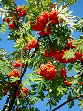 Riabina-obyknovennaia-sorbus-aucuparia-11