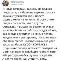 О котиках