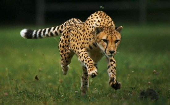 Wallpapers-running-cheetah-fast-pictures-free-wallpaper-pict