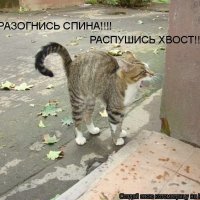 Распушись хвост!!!