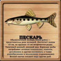 Пескарь