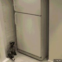 funny-gifs-cat-opens-freezer