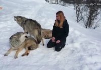 I HOWL WITH NORWEGIAN WOLVES - WOLF HOWL HIGH