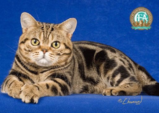 American shorthair