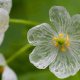 Skeleton-flower-4