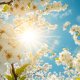 Spring-flowers-blossom-blooming-sunshine-vesna-tsvetenie-t-5