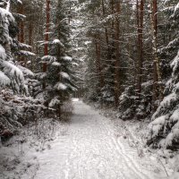 pictures originals 2014 Winter The road in the coniferous for