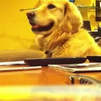 Golden Loves Guitar