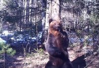 Медведь Ферапонт танцует в Висимском заповеднике