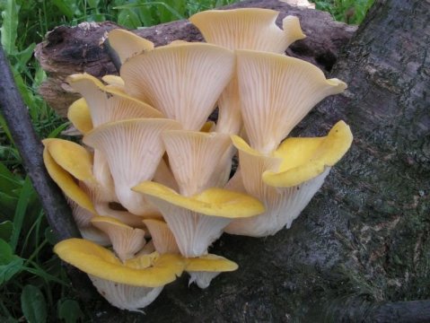 Pleurotus-citrinopileatus