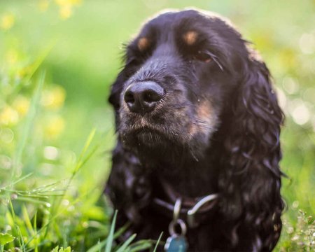 English-cocker-spaniel