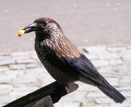 Orzechówka, orzechówka zwyczajna (Nucifraga caryocatactes)