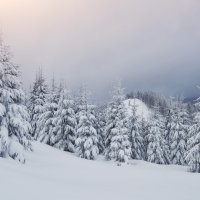 Zima-sneg-derevia-peizazh-elki-landscape-winter-snow-fir-t-1