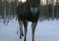 Лось обнаружил фотоловушку