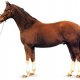 Датская теплокровная порода лошадей (2)