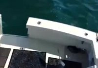 Акула прыгнула в лодку