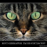 Котэ шикарен