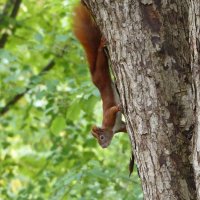 Red Squirrel climbing down a tree