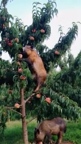 В Испании созрели персики... ...но этот фермер теряет 40