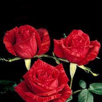 3 red roses