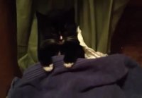 Funny Cats Sleeping in Weird Positions C