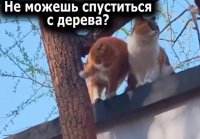 Как коты по дереву спускались