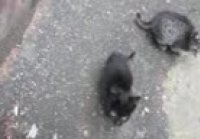 2yxa ru Kittens came out of the hole and meows qrf2ynC NZM 1