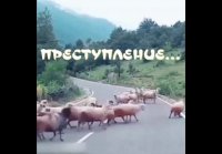 Преступление и наказание