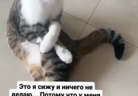 Котик отдыхает)