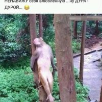 ВЛЮБЛЕННАЯ ДУРА