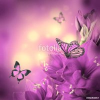 KA4KA.RU Butterfly Love