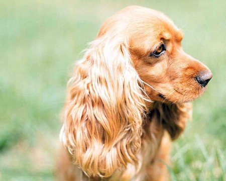 Dark-red-english-cocker-spaniel