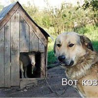 Вот коза!..