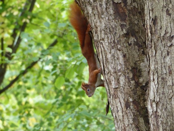 Red Squirrel climbing down a tree