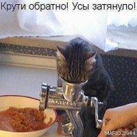 Кот и мясорубка