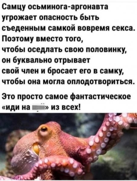 Осьминог