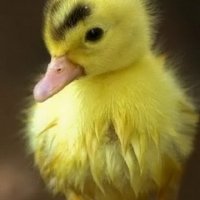 duckling-07101-240x400