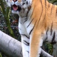 Tiger 3D Live Wallpaper V 1.1(No Ads)