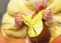 Best Animal ASMR Sugar Glider Eating Cheese Bug