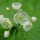 Skeleton-flower-6