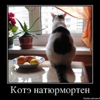 Котэ натюрмортен