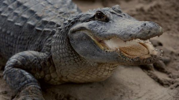 alligator everglades florida 624x351 getty nocr