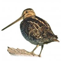 snipe