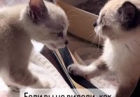 Ругаются котята