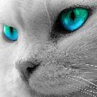 cats eyes