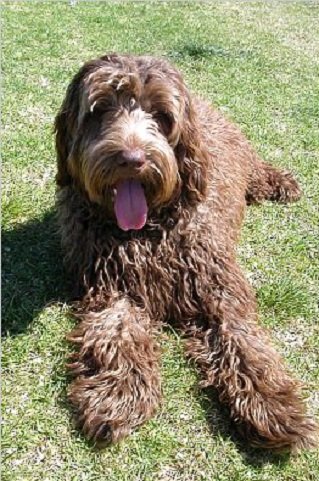 Labradoodle Brown