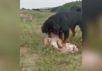 Tibetan Mastiff appears to protect elderly wolf from hungry p